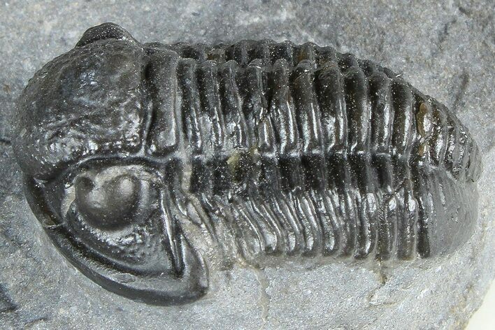 Detailed Gerastos Trilobite Fossil - Morocco #363958